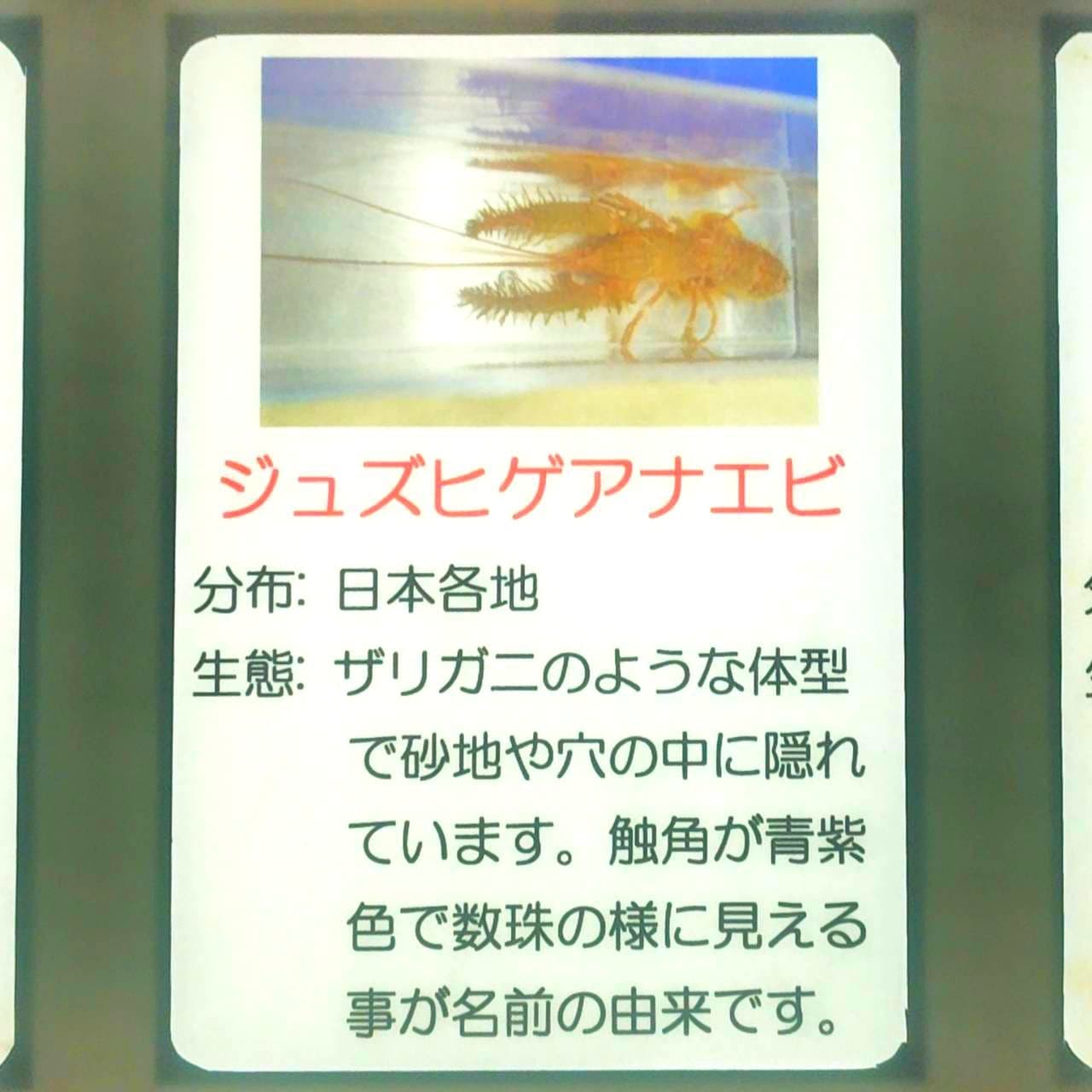 ジュズヒゲアナエビの解説/もぐらんぴあ(水族館)/2026年8月/岩手県久慈市侍浜町字麦生1-43-7