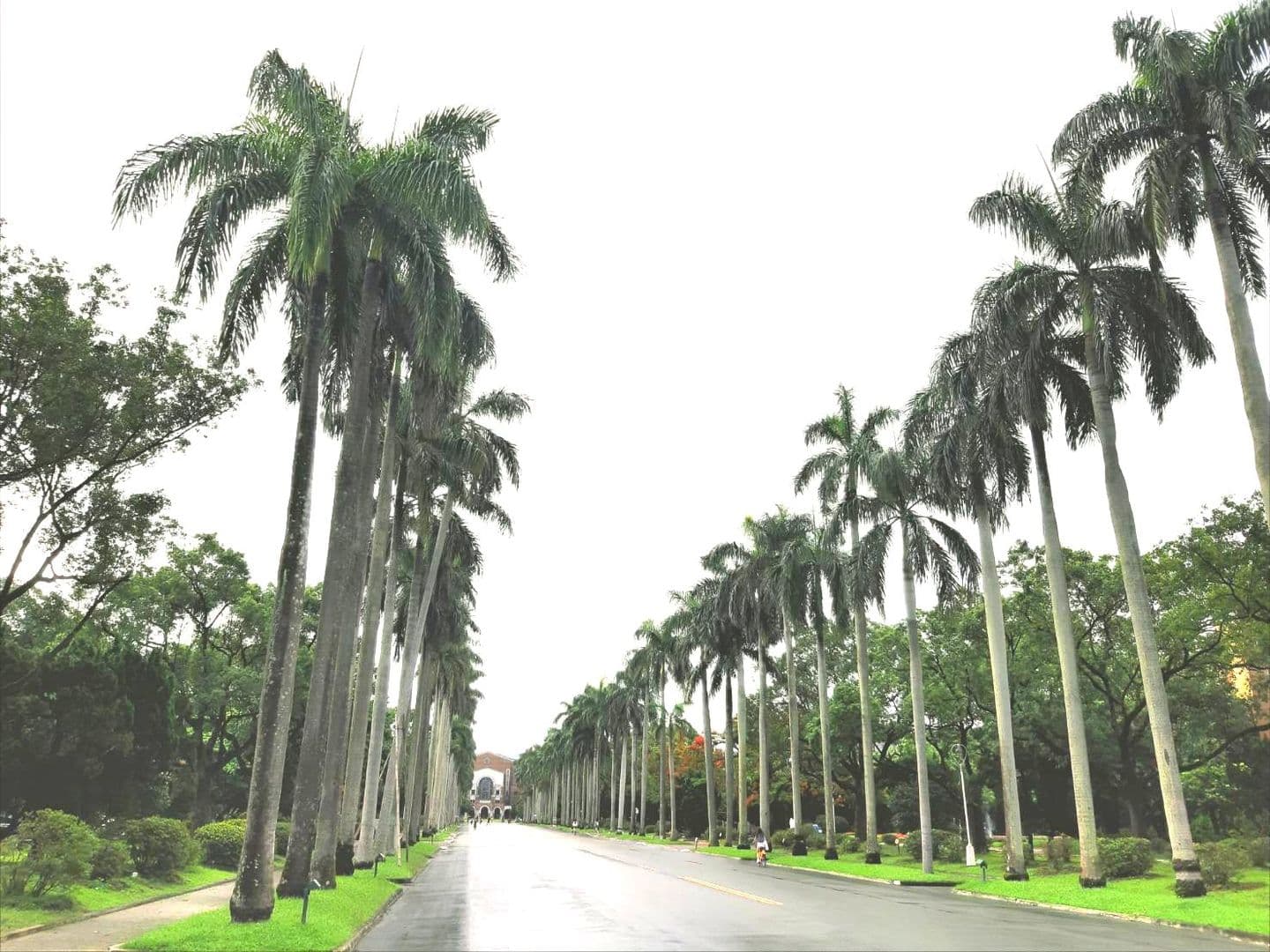 台湾大学の並木道(臨時滑走路？)