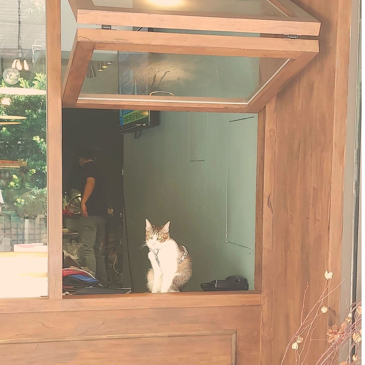 リアル招き猫/信義區?