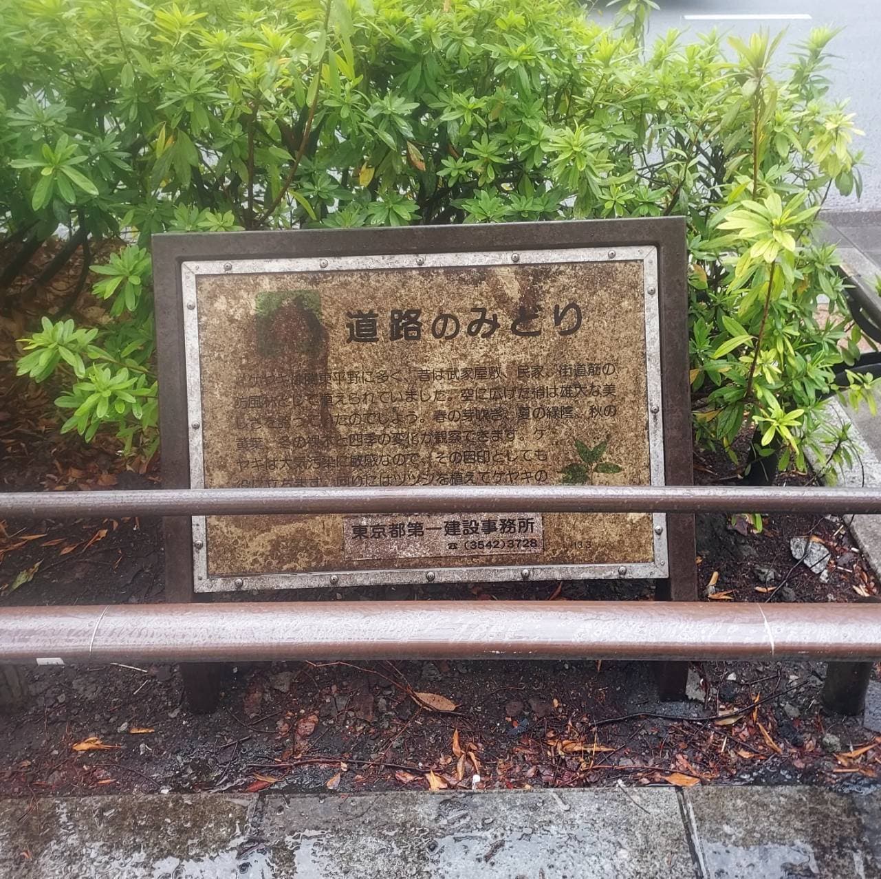 道路のみどり/渋谷区表参道交差点付近(北側)
