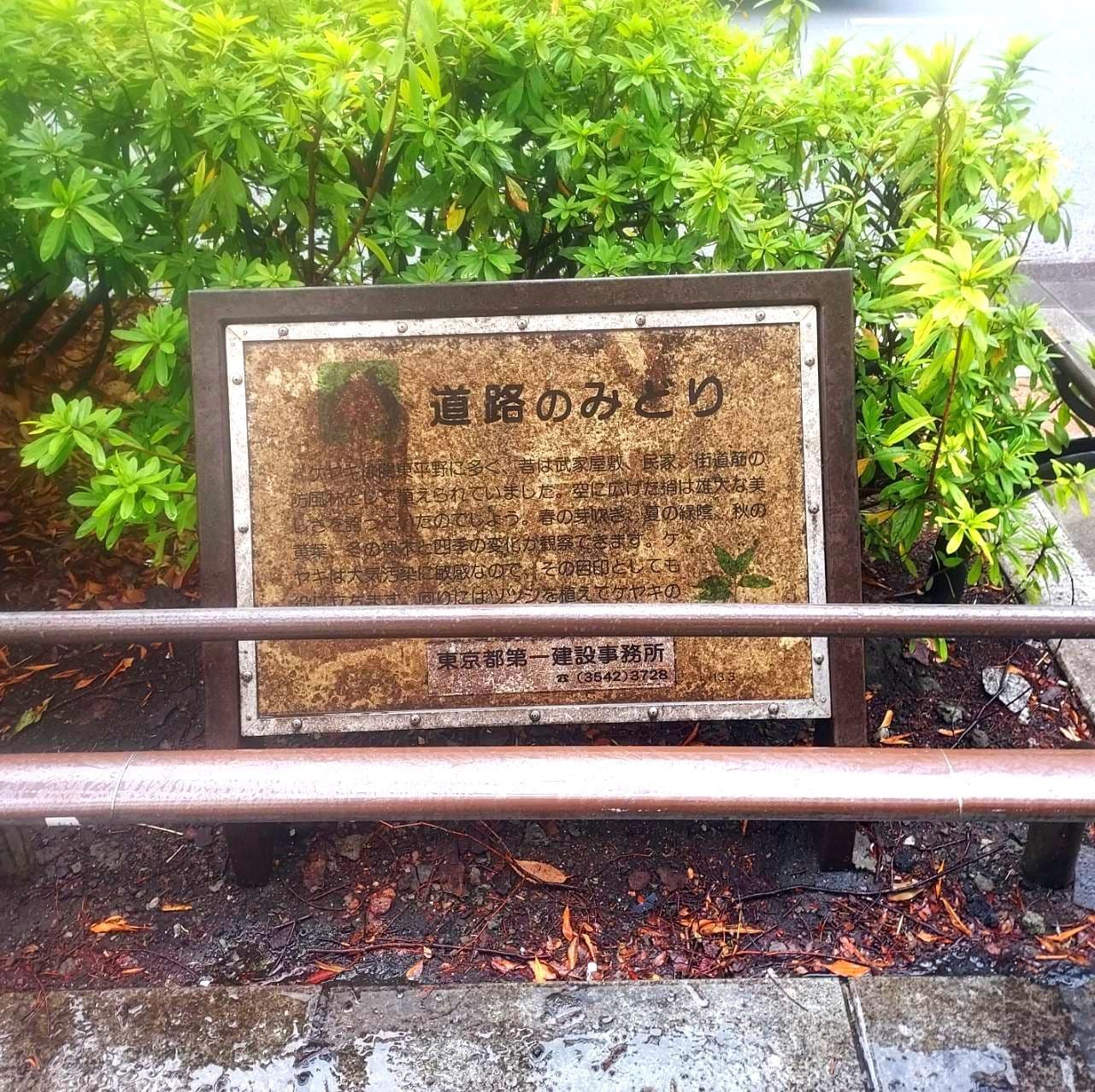 道路のみどり/渋谷区表参道交差点付近(北側)