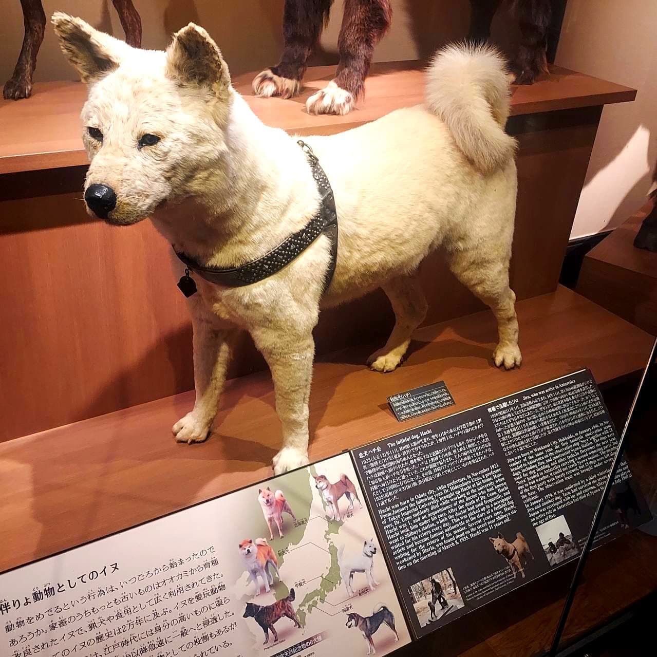 忠犬ハチ公の剥製/国立科学博物館
