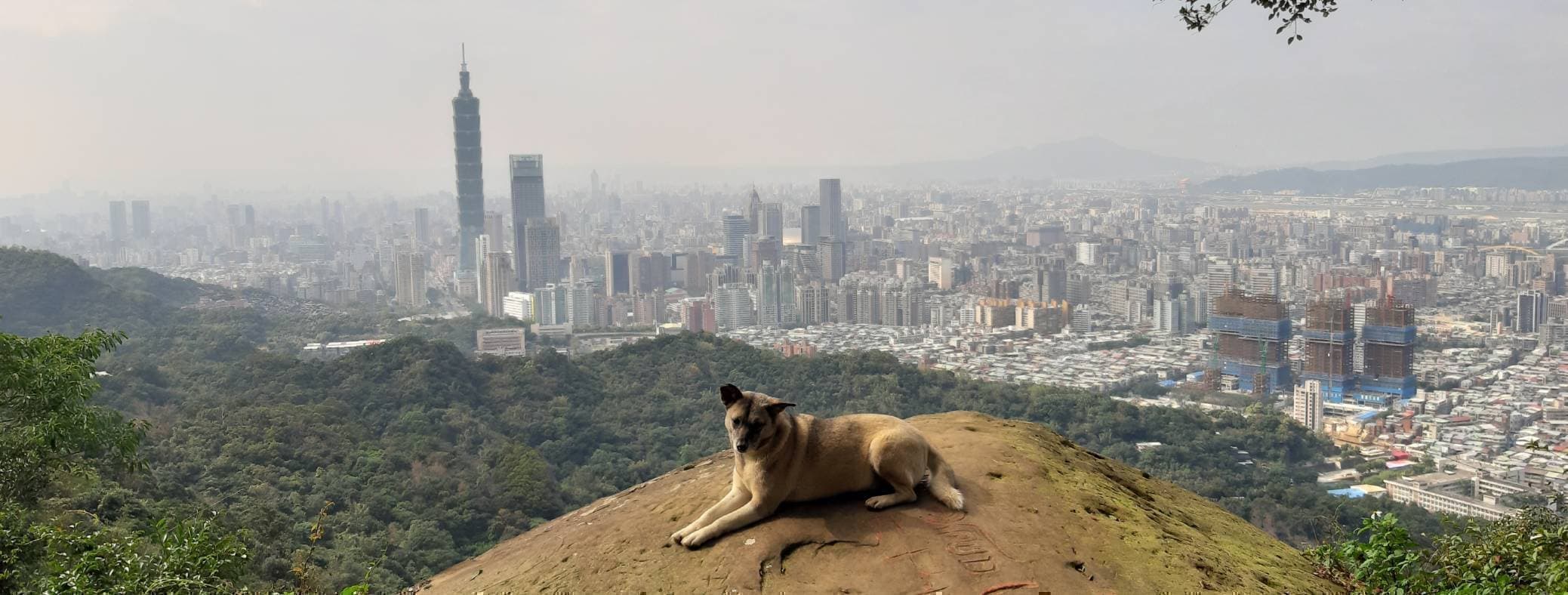 台北象山の半野犬